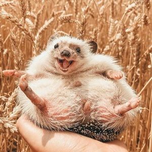 Meet your Posher, Mattie